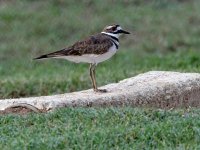 Killdeer.jpg