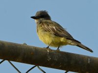 Kingbird.jpg