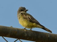 Kingbird2.jpg
