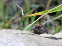 Towhee2.jpg