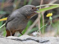 Towhee3.jpg