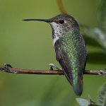 Hummer5.jpg