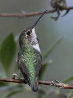 Hummer6.jpg