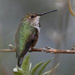 Hummer9.jpg