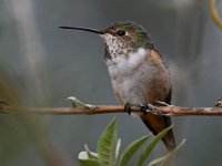 Hummer12.jpg