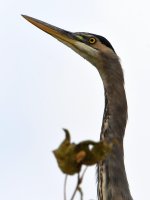 BlueHeron.jpg
