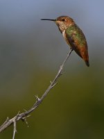 Hummer.jpg