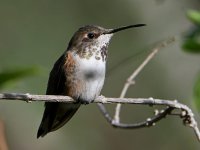 Hummer4.jpg