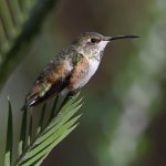 Hummer6.jpg
