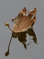 Leaf2.jpg