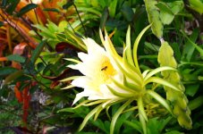 Dragonfruit bloom and honeybee.jpg