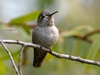 Hummer.jpg