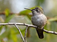 Hummer2.jpg