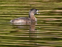 Grebe.jpg