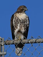 Hawk2.jpg