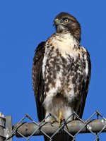 Hawk.jpg