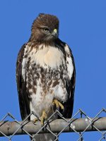 Hawk4.jpg