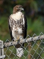 Hawk7.jpg