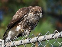 Hawk9.jpg