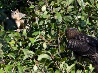 Squirrel.jpg