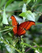 Butterfly Ruddy Daggerwing).jpg