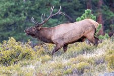 ElkBugle-395.jpg