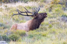 ElkBugle-397.jpg