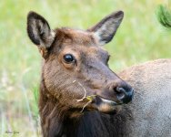 ElkCowEating-395.jpg