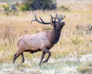 ElkRunning-395.jpg