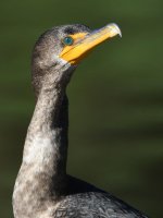 Cormorant2.jpg