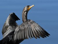 Cormorant7.jpg