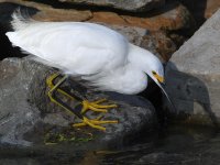 Egret3.jpg