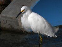 Egret4.jpg