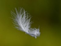 Feather7.jpg