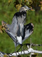 BlueHeron2.jpg