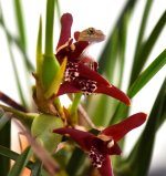 lizard and coconut orchid.jpg