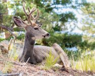 BuckBedded-395.jpg
