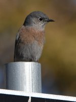Bluebird.jpg