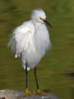 Egret5.jpg