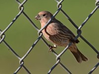 Finch.jpg