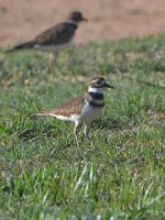 Killdeer3.jpg
