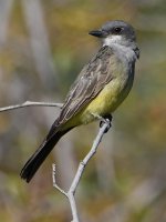Kingbird4.jpg
