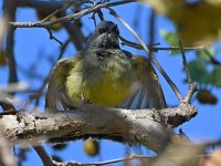 Kingbird6.jpg