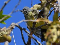 Kingbird8.jpg