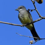 Kingbird12.jpg