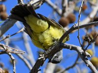 Kingbird10.jpg
