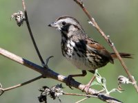 Sparrow.jpg