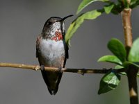 Hummer3.jpg