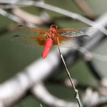 Dragonfly.jpg