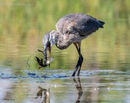 GBHSwallow-389.jpg